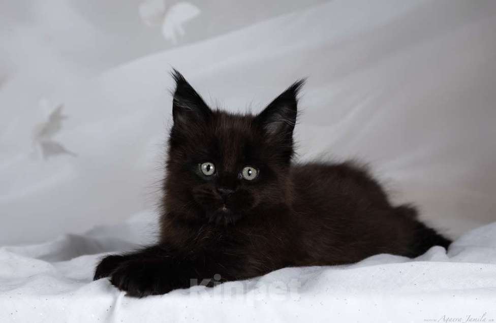 Кошки в Москве: Амиго - ваш лучший друг Мальчик, 150 000 руб. - фото 5