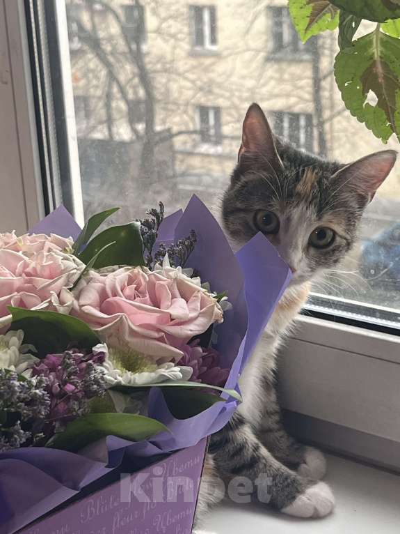 Кошки в Санкт-Петербурге: Малышка Дэфа ищет новую семью  Девочка, 2 000 руб. - фото 2