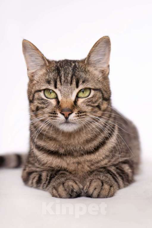 Кошки в Москве: Бенгальский кот подросток Морис в добрые руки Мальчик, Бесплатно - фото 6