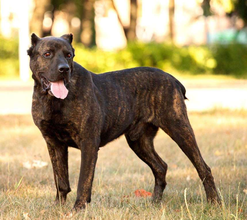 Собаки в Москве: Необыкновенный красавец кане-корсо Рэй в добрые руки Мальчик, Бесплатно - фото 5