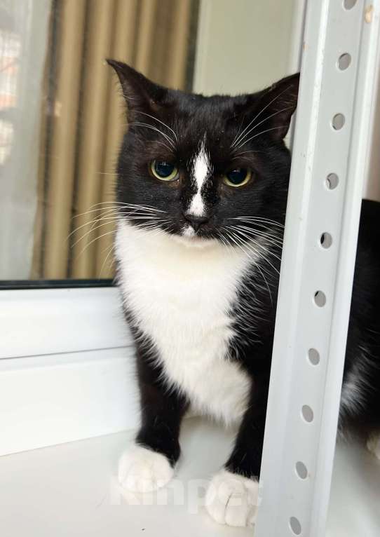 Кошки в Москве: Наоми кошка, излучающая доброту в добрые руки Девочка, Бесплатно - фото 2