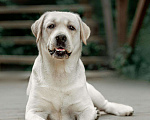 Собаки в Ижевске: Вязка лабрадор, 1 руб. - фото 1