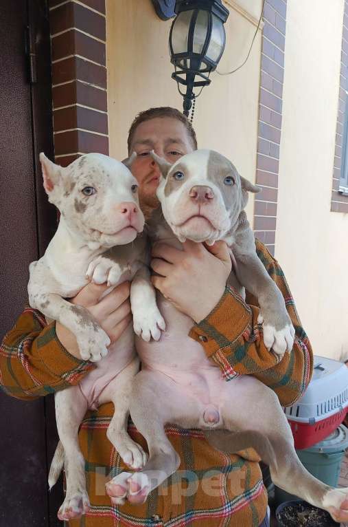 Собаки в других городах Московской области: Американский булли Разнополые, 70 000 руб. - фото 10