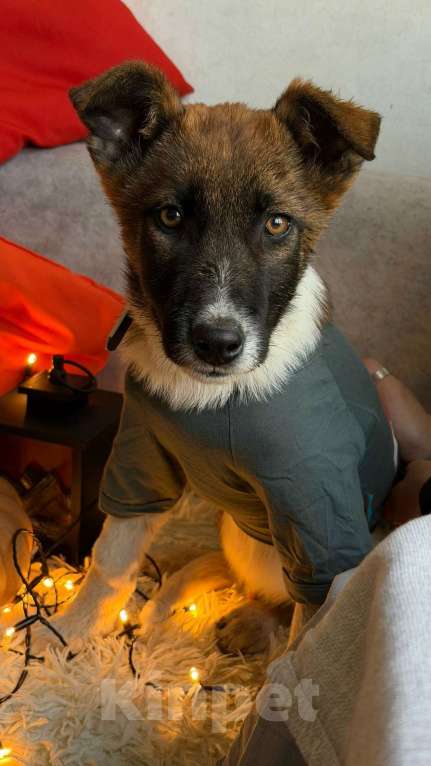 Собаки в Санкт-Петербурге: Щенок Чип Мальчик, Бесплатно - фото 7