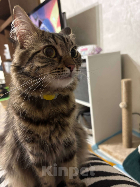 Кошки в других городах Московской области: Маруся ищет любящий дом! Девочка, Бесплатно - фото 4