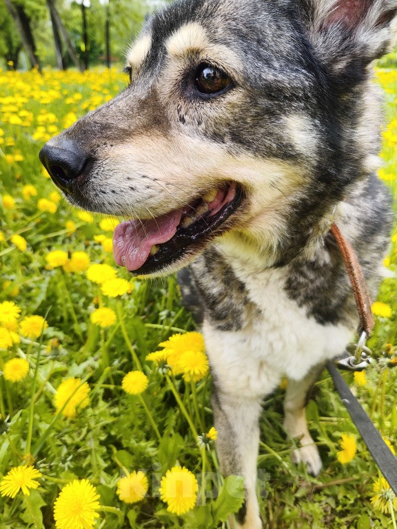 Собаки в Москве: Спокойная Габи ищет дом Девочка, Бесплатно - фото 1