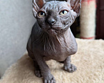 Кошки в Москве: Бамбино канадский сфинкс Разнополые, 25 000 руб. - фото 1