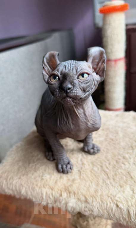 Кошки в Москве: Бамбино канадский сфинкс Разнополые, 25 000 руб. - фото 1