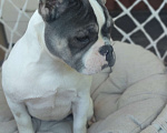 Собаки в Севастополе: Щенок французского бульдога Девочка, 35 000 руб. - фото 3