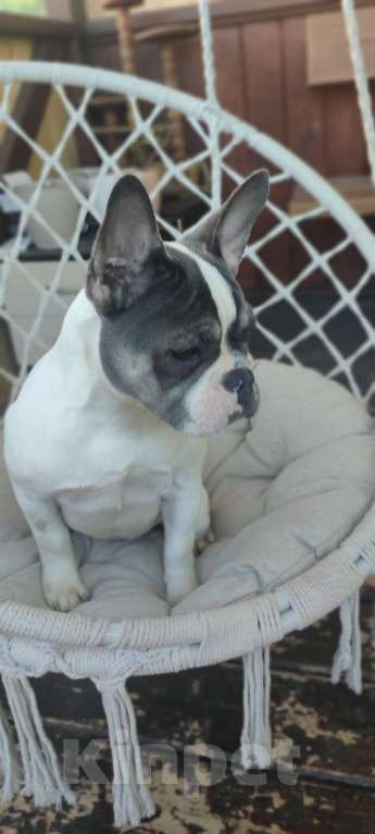 Собаки в Севастополе: Щенок французского бульдога Девочка, 35 000 руб. - фото 3