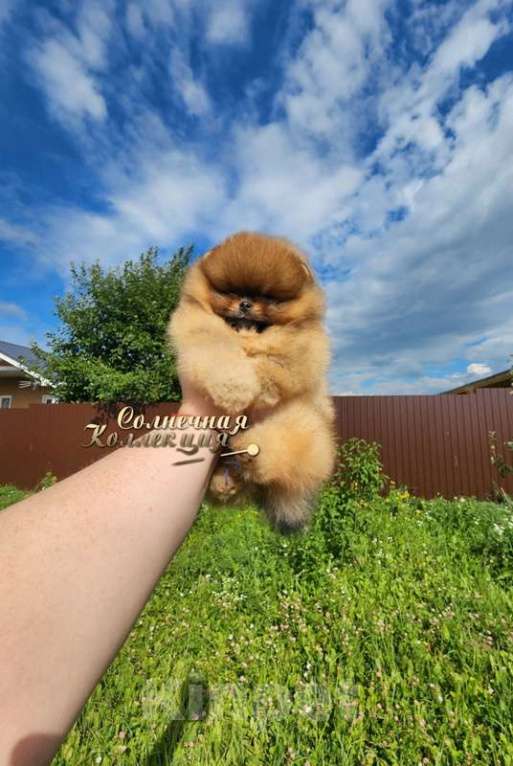 Собаки в Москве: Мини девочка курносая помераночка Девочка, Бесплатно - фото 2