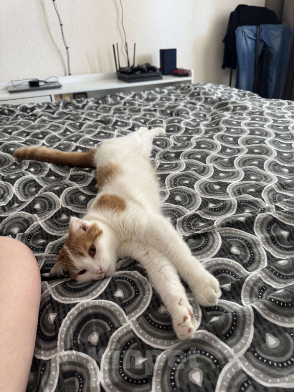 Кошки в Симферополе: Кошечка Буся в поиске хозяев  Девочка, Бесплатно - фото 5