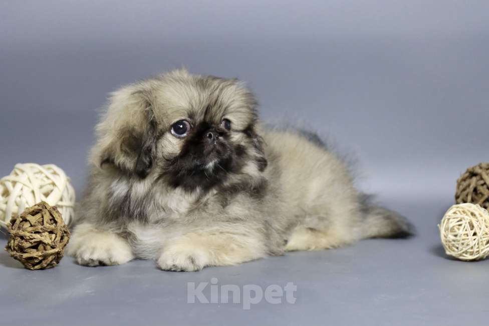 Собаки в Санкт-Петербурге: Щенок пекинеса Девочка, 100 000 руб. - фото 3