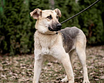 Собаки в Москве: Самый нежный щенок приюта Девочка, Бесплатно - фото 2