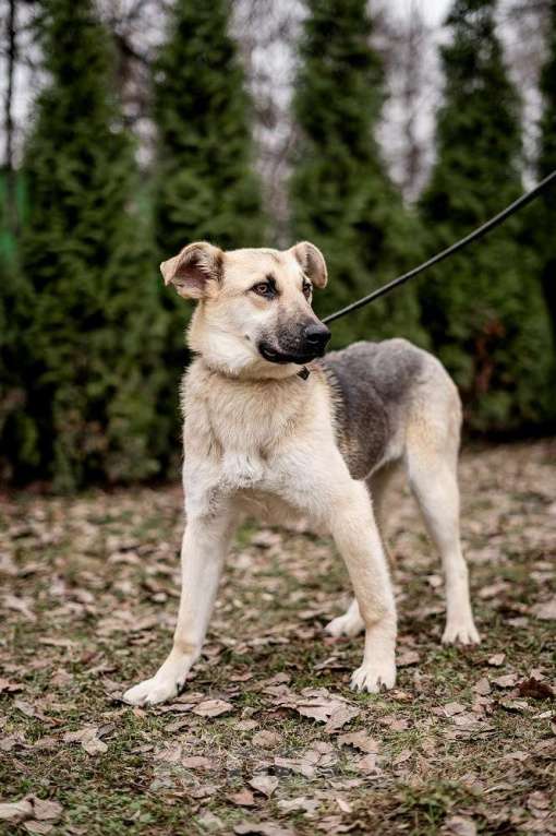 Собаки в Москве: Самый нежный щенок приюта Девочка, Бесплатно - фото 2