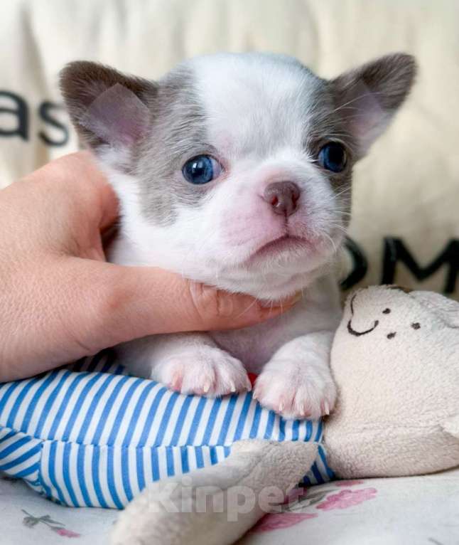 Собаки в Москве: Красивый мальчик чихуахуа Мальчик, 50 000 руб. - фото 2