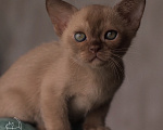 Кошки в Москве: Бурманский котенок Мальчик, Бесплатно - фото 1
