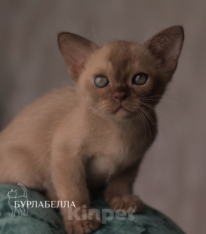 Кошки в Москве: Бурманский котенок Мальчик, Бесплатно - фото 1