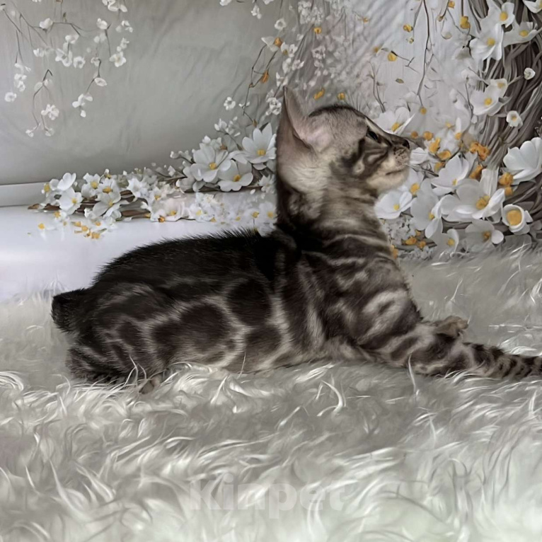 Кошки в Москве: Бенгальские котята серебро с родословной  Мальчик, Бесплатно - фото 4