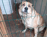 Собаки в Раменском: Ласковая Лисса ищет хозяина Девочка, 500 руб. - фото 1