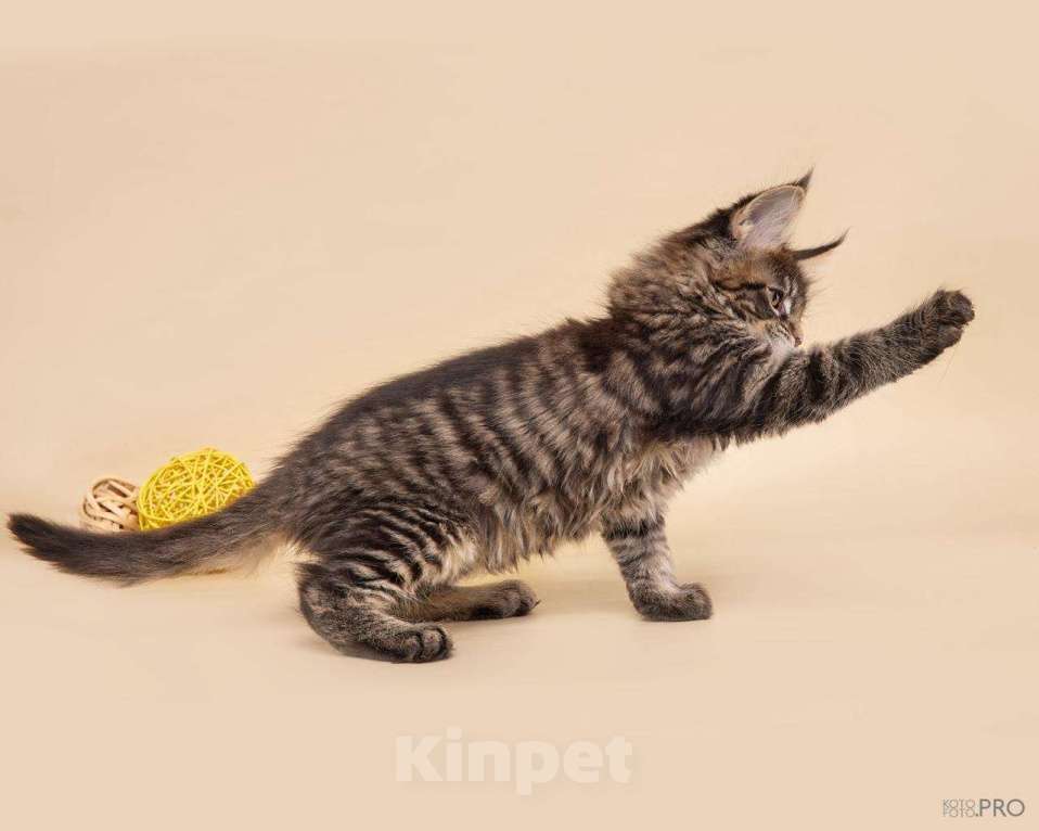 Кошки в Новосибирске: Мейкун  Девочка, 35 000 руб. - фото 10