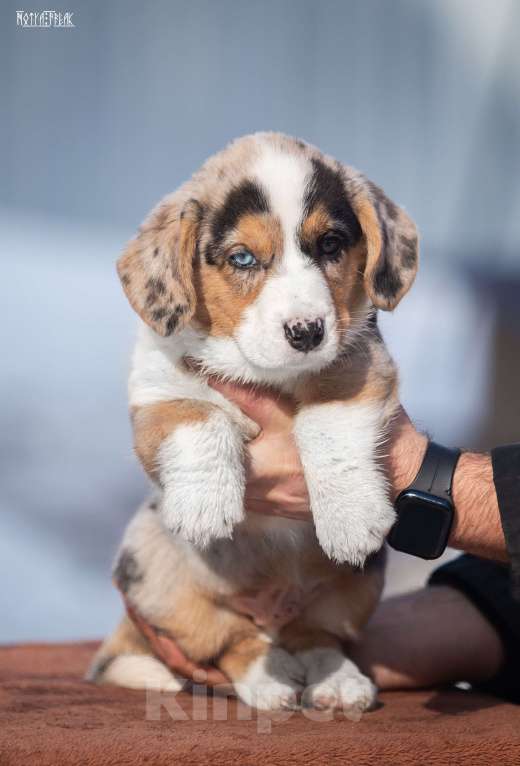 Собаки в Москве: Мальчик корги Мальчик, Бесплатно - фото 3