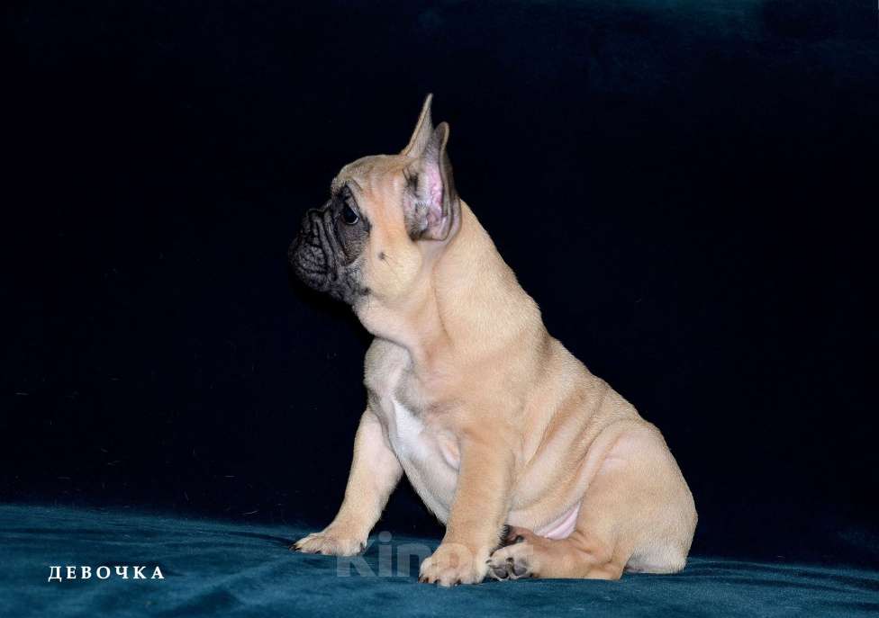 Собаки в Екатеринбурге: Фоанцузики. Ушастое Счастье  Девочка, Бесплатно - фото 10
