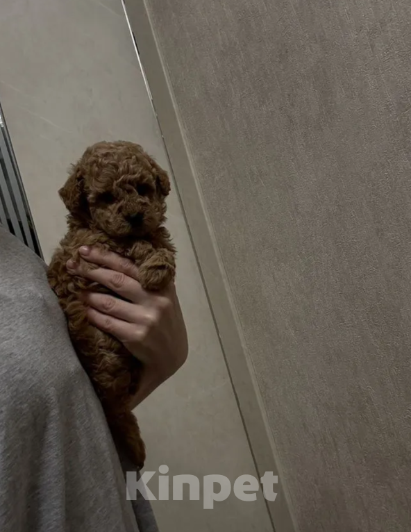 Собаки в Москве: Девочка Девочка, 60 000 руб. - фото 1