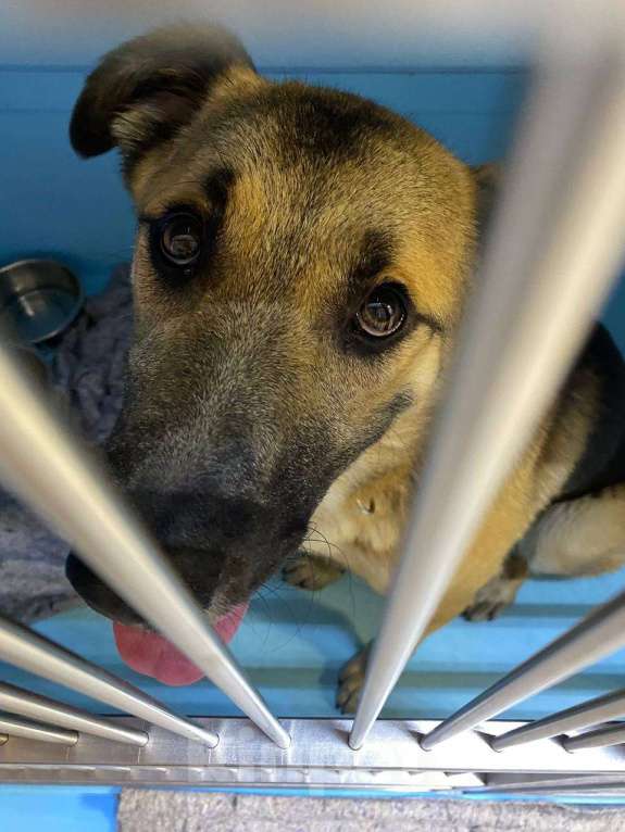 Собаки в Москве: Добрейший Трошенька ищет дом Мальчик, Бесплатно - фото 2