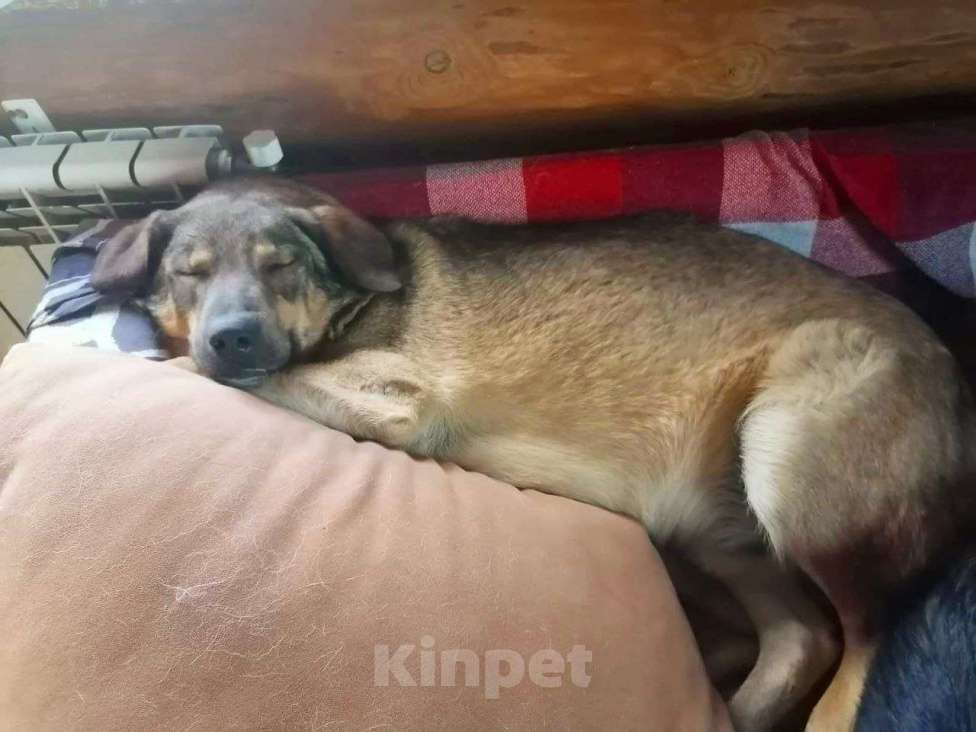 Собаки в Раменском: Веня ищет самых лучших хозяев Мальчик, Бесплатно - фото 5