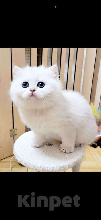 Кошки в Калуге: Серебристая шиншилла  Девочка, 70 000 руб. - фото 2