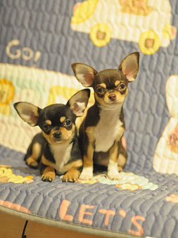 чихуахуа щенки