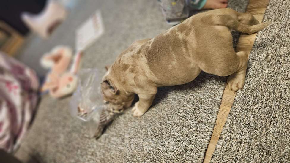 Собаки в Новочеркасске: Американский булли Мальчик, 70 000 руб. - фото 4