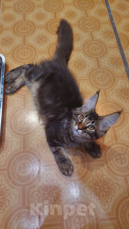 Кошки в Озерске: Серебряная красотка Мальчик, 45 000 руб. - фото 3