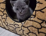Кошки в Уссурийске: Продам шотландского прямоухого котенка Девочка, 5 111 руб. - фото 2