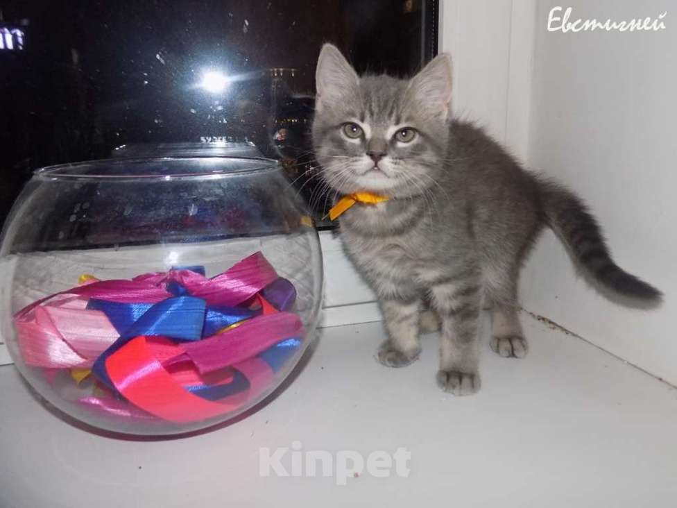 Кошки в Москве: Шотландский короткошерстные прямоухие котята Мальчик, 12 000 руб. - фото 8