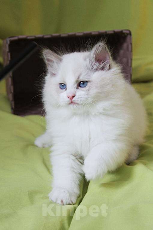 Кошки в Санкт-Петербурге: Рэгдолл Мальчик, Бесплатно - фото 3