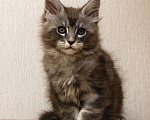 Кошки в Москве: Котята мейн-кун Мальчик, 30 000 руб. - фото 8