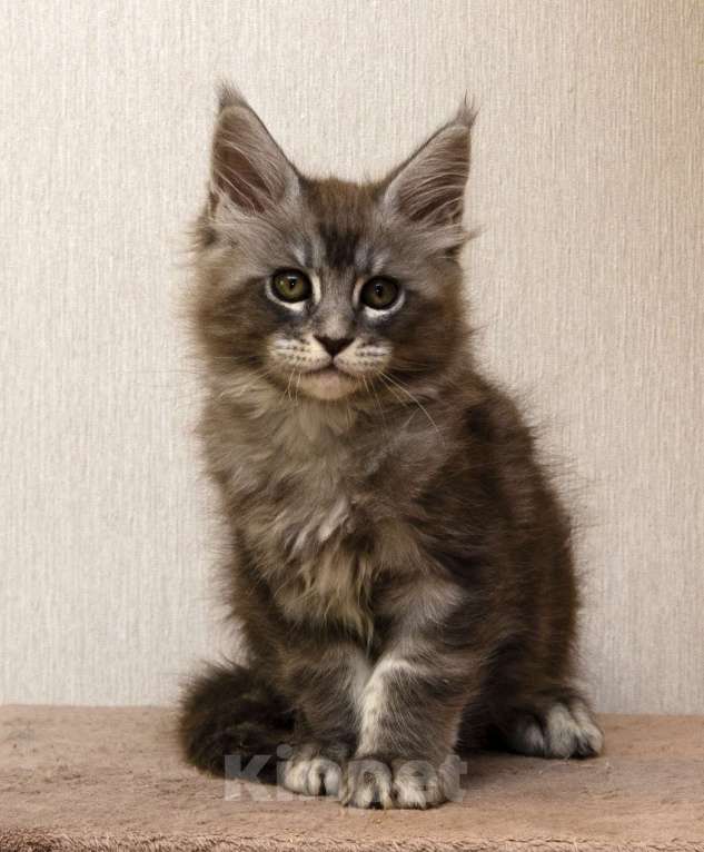 Кошки в Москве: Котята мейн-кун Мальчик, 30 000 руб. - фото 8