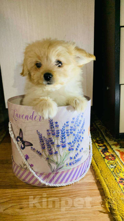 Собаки в Грязи: Щенок шпиц-мальтипу Девочка, 40 000 руб. - фото 2