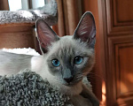 Кошки в Санкт-Петербурге: Тайский котик блю-поинт Мальчик, 8 000 руб. - фото 1