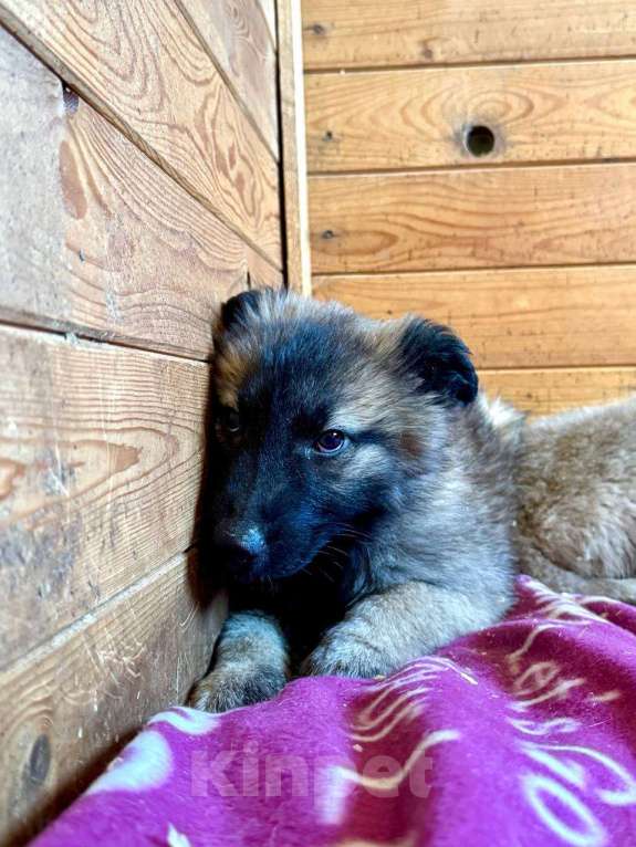 Собаки в Люберцах: Девочка в добрые руки  Девочка, Бесплатно - фото 3