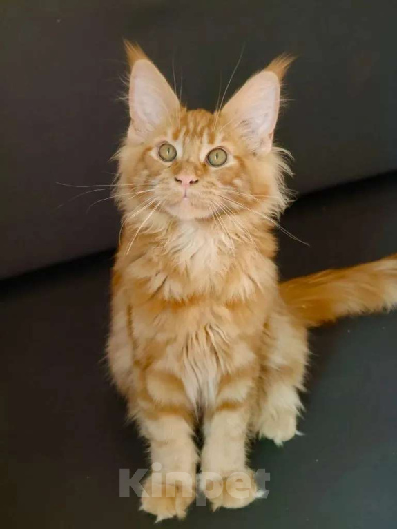 Кошки в Санкт-Петербурге: Очаровательный лохматый рыжик Мальчик, 50 000 руб. - фото 1