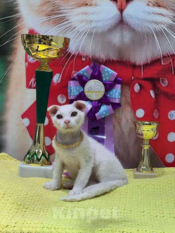 Кошки в Москве: Украинский левкой чистопродный. Документы Мальчик, Бесплатно - фото 1