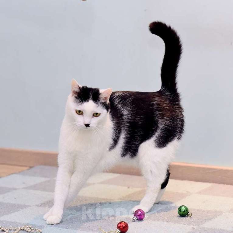 Кошки в Москве: Кот добряк Патрик в добрые руки Мальчик, Бесплатно - фото 6