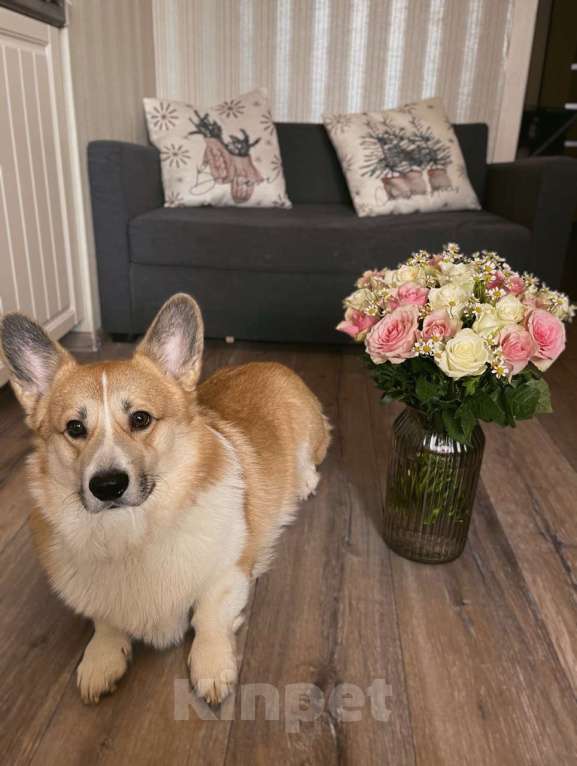 Собаки в Санкт-Петербурге: Продам Корги Пемброк Мальчик, Бесплатно - фото 7