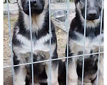 Собаки в Ангарске: Щенки восточноевропейской овчарки Девочка, 50 000 руб. - фото 3