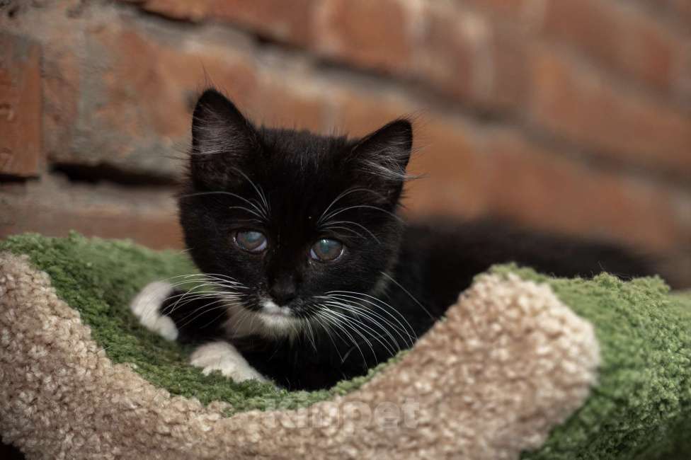 Кошки в Санкт-Петербурге: Котенок ищет друга Мальчик, Бесплатно - фото 3