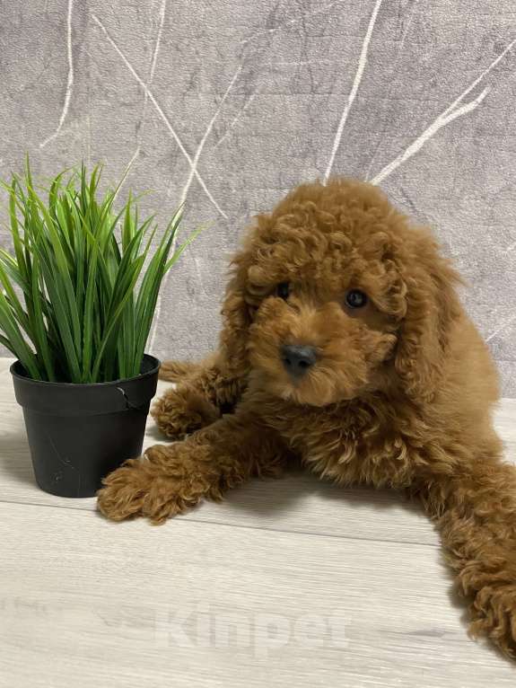 Собаки в Воронеже: Той-пудель щенки редбраун Разнополые, Бесплатно - фото 4