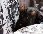 Кошки в Болхове: Котенок Чарли, Бесплатно - фото 2